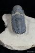 Very Detailed Crotalocephalina Trilobite #3023-4